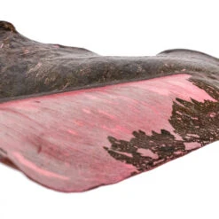 Philodendron Erubescens Pink Princess 22 Philodendron Erubescens Pink Princess -Plant Promotion Store Philodendron erubescens Pink Princess SWATCH 2