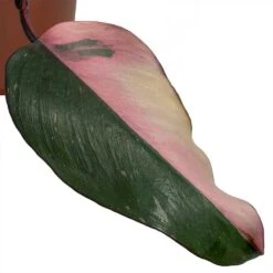 Philodendron Erubescens Pink Princess 25 Philodendron Erubescens Pink Princess -Plant Promotion Store Philodendron erubescens Pink Princess smallleaf