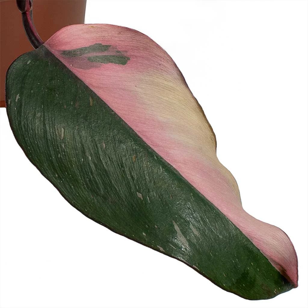 Philodendron Erubescens Pink Princess 13 Philodendron Erubescens Pink Princess - Image 11