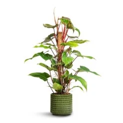 Flor Plant Pot - Green 24 Flor Plant Pot - Green -Plant Promotion Store Philodendron erubescens Red Emerald Moss Pole 19x100cm Flor Plant Pot Green 21x19cm