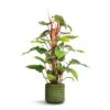 Philodendron Erubescens Red Emerald - Moss Pole -Plant Promotion Store Philodendron erubescens Red Emerald Moss Pole 19x100cm Flor Plant Pot Green 21x19cm 67890bc4 6773 4779 9718 2472cc9669e8
