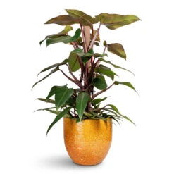 Philodendron Erubescens Red Emerald - Moss Pole -Plant Promotion Store Philodendron erubescens Red Emerald Moss Pole 19x100cm Jolin Plant Pot Ochre 29x27cm