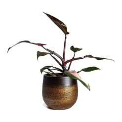 Philodendron Erubescens Pink Princess 23 Philodendron Erubescens Pink Princess -Plant Promotion Store Philodendron erubescens pink Princess Houseplant 17x50cm Plant Pot MYA Mocha 22x20cm