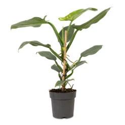 Philodendron Hastatum Silver Queen 12 Philodendron Hastatum Silver Queen -Plant Promotion Store Philodendron hastatum Silver Queen 14x45cm