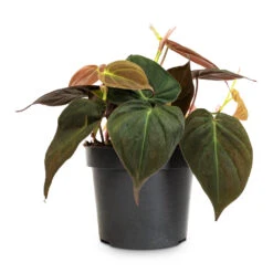 Philodendron Micans - Velvet Leaf Philodendron -Plant Promotion Store Philodendron micans 12cm