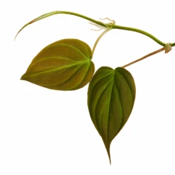 Philodendron Micans - Velvet Leaf Philodendron -Plant Promotion Store Philodendron micans 2