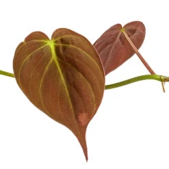 Philodendron Micans - Velvet Leaf Philodendron -Plant Promotion Store Philodendron micans DETAIL 3