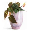 Philodendron Micans - Velvet Leaf Philodendron 2 Philodendron Micans - Velvet Leaf Philodendron -Plant Promotion Store Philodendron micans Velvet Leaf 12 x20cm Davide Pot Lavender Haze 15x20cm