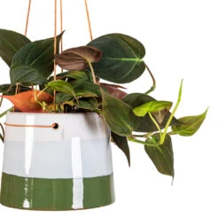 Philodendron Micans - Velvet Leaf Philodendron -Plant Promotion Store Philodendron micans Velvet Leaf 12x20cm Striped Hanging Pot Blue Green 16x12cm 2