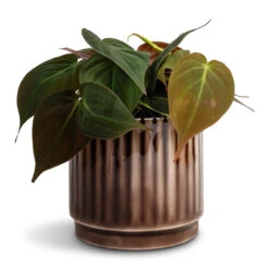 Nella Plant Pot - Coffee 20 Nella Plant Pot - Coffee -Plant Promotion Store Philodendron micans Velvet Leaf Philodendron 12x20cm Nella Plant Pot Coffee 14x12cm b83da7b2 844e 4719 9025 cafc9f751324