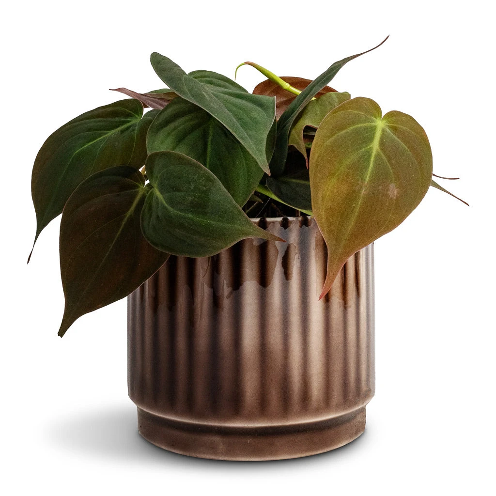 Nella Plant Pot - Coffee 11 Nella Plant Pot - Coffee - Image 9
