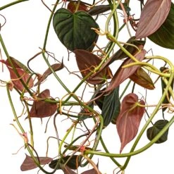Philodendron Micans - Velvet Leaf Philodendron -Plant Promotion Store Philodendron micans Velvet Leaf Swatch 2