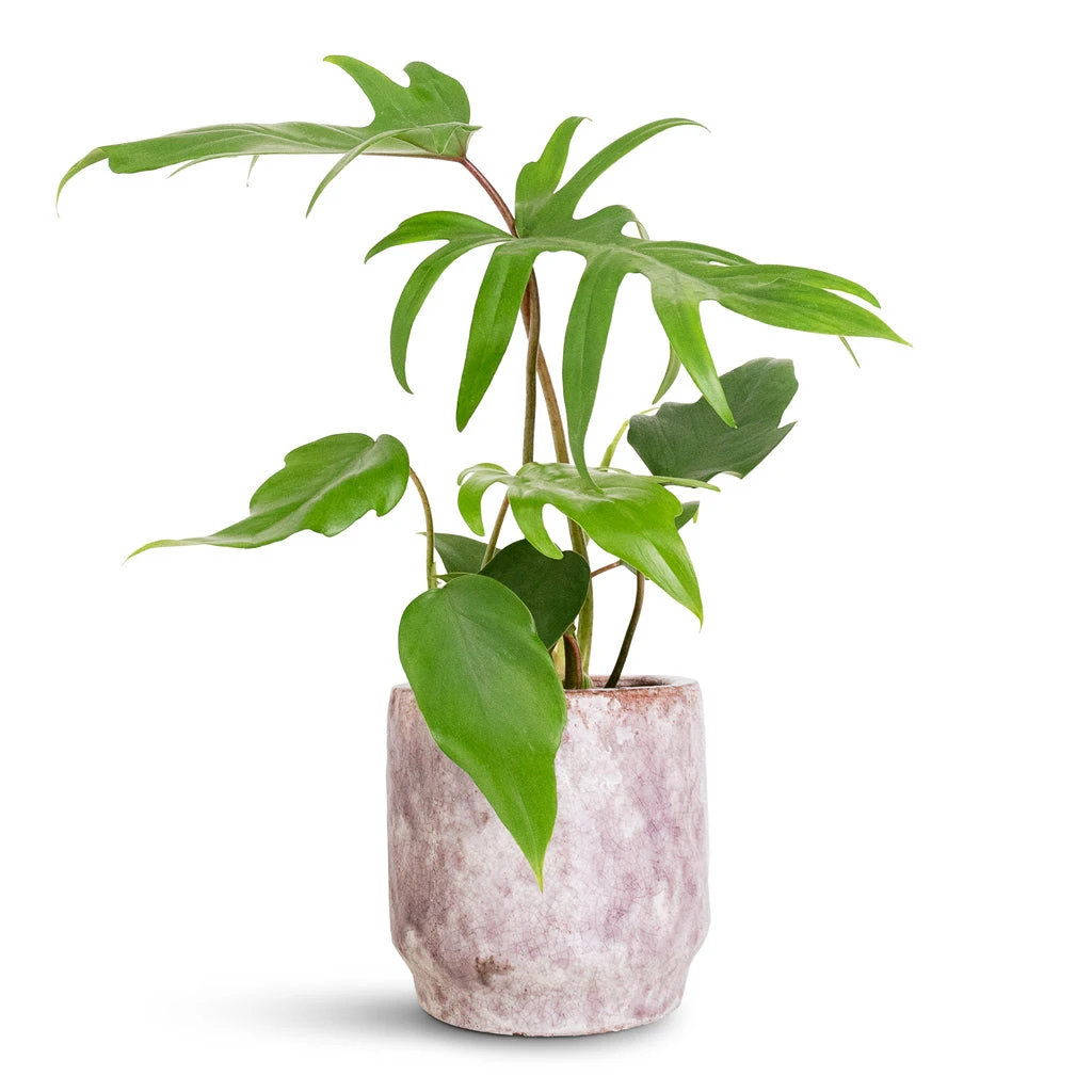 Philodendron Pedatum - Oak Leaf Philodendron 3 Philodendron Pedatum - Oak Leaf Philodendron