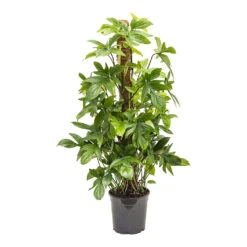 Philodendron Pedatum - Oak Leaf Philodendron - Moss Pole -Plant Promotion Store Philodendron pedatum Oak Leaf Philodendron 21cm