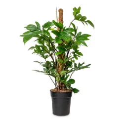 Philodendron Pedatum - Oak Leaf Philodendron - Moss Pole -Plant Promotion Store Philodendron pedatum Oak Leaf Philodendron Moss Pole 21x100cm