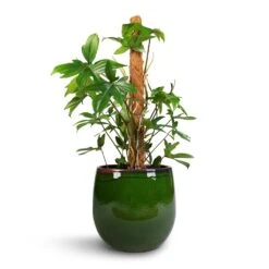 Philodendron Pedatum - Oak Leaf Philodendron - Moss Pole -Plant Promotion Store Philodendron pedatum Oak Leaf Philodendron Moss Pole 21x100cm Charlotte Plant Pot Green 29x25cm