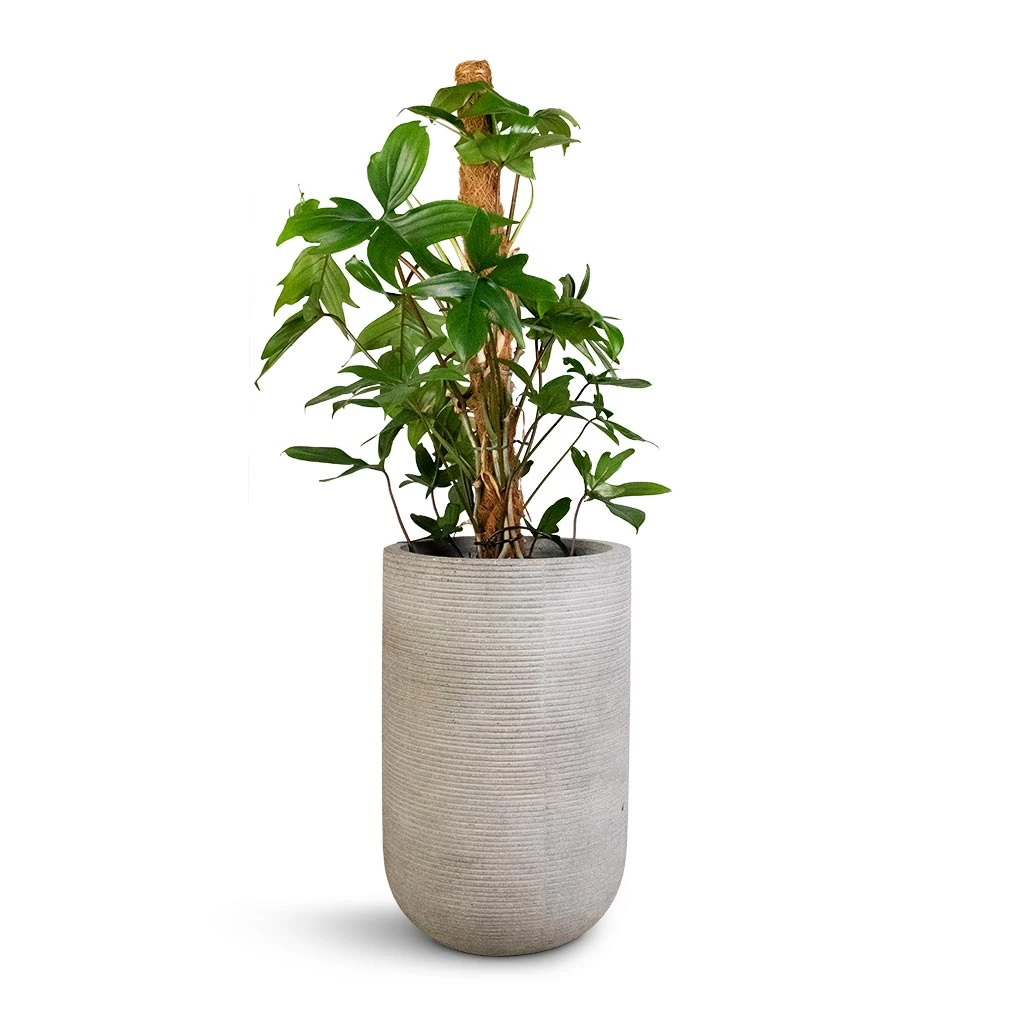 Cody Ridged Tall Planter - Cement 7 Cody Ridged Tall Planter - Cement - Image 5