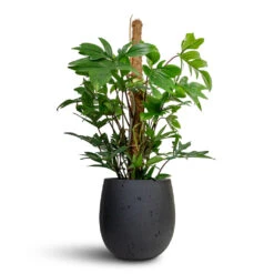 Philodendron Pedatum - Oak Leaf Philodendron - Moss Pole -Plant Promotion Store Philodendron pedatum Oak Leaf Philodendron Moss Pole 21x100cm Grigio Balloon Plant Pot Anthracite Concrete 30x30cm