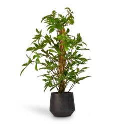 Raindrop Tube Round Planter - Anthracite 15 Raindrop Tube Round Planter - Anthracite -Plant Promotion Store Philodendron pedatum Oak Leaf Philodendron Moss Pole 21x100cm RaindropTubeRoundPlanter Anthracite 30x26cm de92da5b c83d 4884 bf57 be27979a39fd