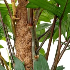 Philodendron Pedatum - Oak Leaf Philodendron - Moss Pole -Plant Promotion Store Philodendron pedatum Oak Leaf Philodendron Moss Pole DETAILS 2