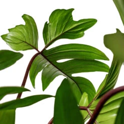 Philodendron Pedatum - Oak Leaf Philodendron - Moss Pole -Plant Promotion Store Philodendron pedatum Oak Leaf Philodendron Moss Pole DETAILS 3