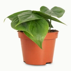Philodendron Scandens - Sweetheart Plant 39 Philodendron Scandens - Sweetheart Plant -Plant Promotion Store Philodendron scandens 10.5x20cm