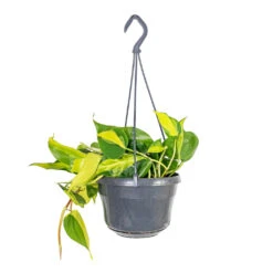 Philodendron Scandens Brasil - Sweetheart Plant 20 Philodendron Scandens Brasil - Sweetheart Plant -Plant Promotion Store Philodendron scandens Brasil Sweetheart Plant 15x30cm ee022e70 5590 4839 85d3 d94c8ba76f23