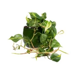 Philodendron Scandens Brasil - Sweetheart Plant 24 Philodendron Scandens Brasil - Sweetheart Plant -Plant Promotion Store Philodendron scandens Brasil Sweetheart Plant 15x40cm Charlotte Plant Pot Green 23x20cm