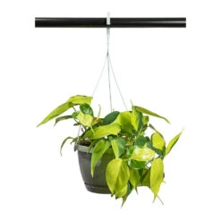 Philodendron Scandens Brasil - Sweetheart Plant 18 Philodendron Scandens Brasil - Sweetheart Plant -Plant Promotion Store Philodendron scandens Brasil Sweetheart Plant 17cm