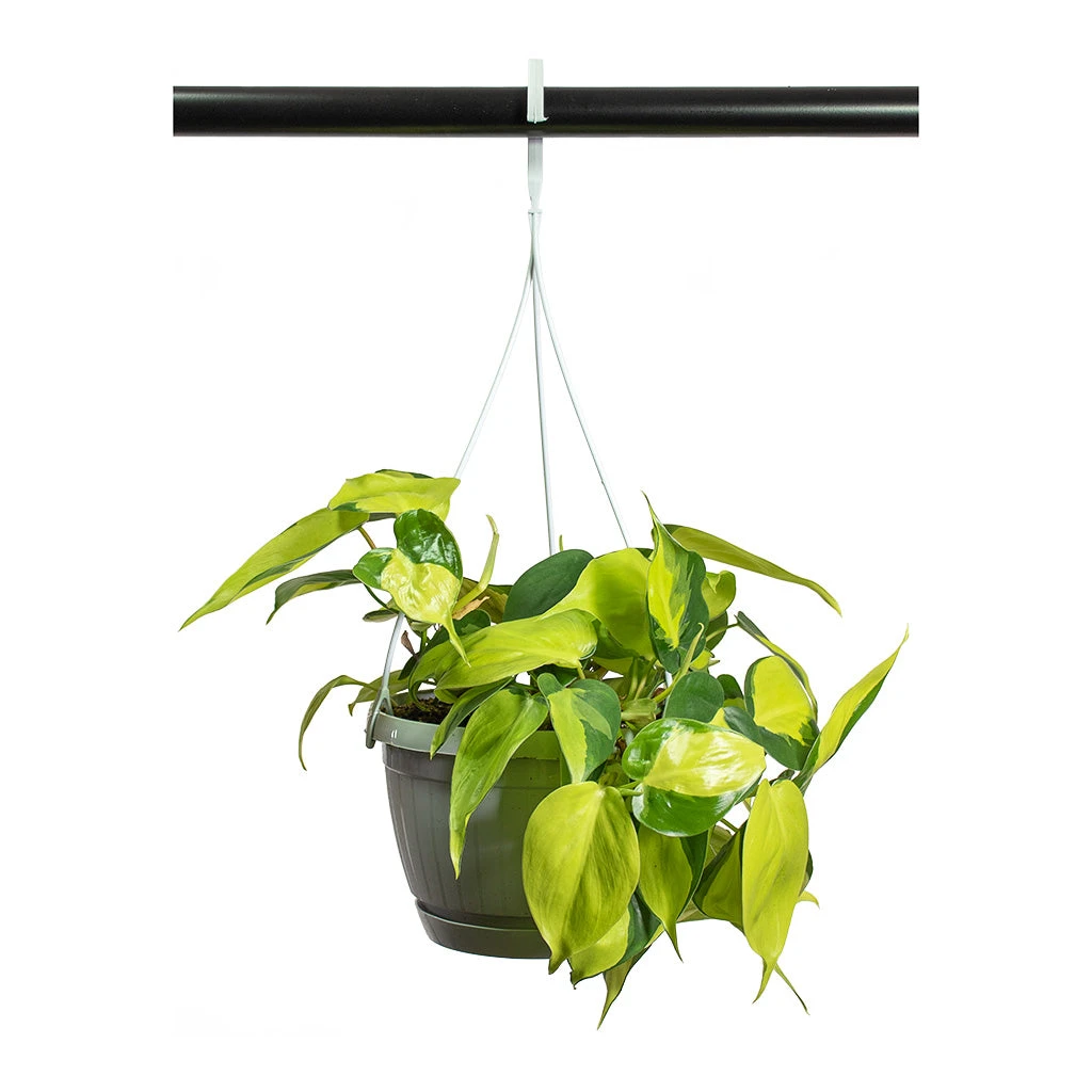 Philodendron Scandens Brasil - Sweetheart Plant 7 Philodendron Scandens Brasil - Sweetheart Plant - Image 5