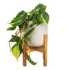 Philodendron Scandens Brasil - Sweetheart Plant -Plant Promotion Store Philodendron scandens Brasil Sweetheart Plant 17x30cm Lisbon Plant Pot Light Grey 21x21cm