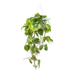 Philodendron Scandens Brasil - Sweetheart Plant 16 Philodendron Scandens Brasil - Sweetheart Plant -Plant Promotion Store Philodendron scandens Brasil Sweetheart Plant