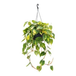 Philodendron Scandens Brasil - Sweetheart Plant 23 Philodendron Scandens Brasil - Sweetheart Plant -Plant Promotion Store Philodendron scandens Brasil Sweetheart Plant 28cm