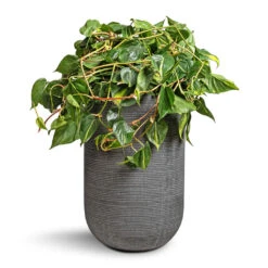 Cody Ridged Tall Planter - Dark Grey -Plant Promotion Store Philodendron scandens Brasil Sweetheart Plant 28x50cm Cody Plant Vase Ridged Dark Grey 35x55cm