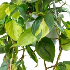 Philodendron Scandens Brasil - Sweetheart Plant 19 Philodendron Scandens Brasil - Sweetheart Plant -Plant Promotion Store Philodendron scandens Brasil Sweetheart Plant Leaves