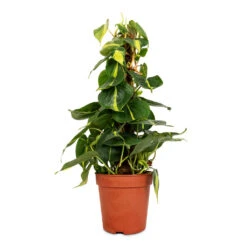 Philodendron Scandens Brasil - Sweetheart Plant - Moss Pole 14 Philodendron Scandens Brasil - Sweetheart Plant - Moss Pole -Plant Promotion Store Philodendron scandens Brasil Sweetheart Plant Moss Pole 15cm