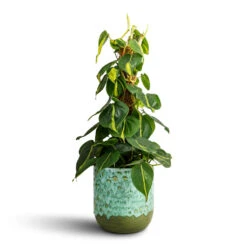Philodendron Scandens Brasil - Sweetheart Plant - Moss Pole
