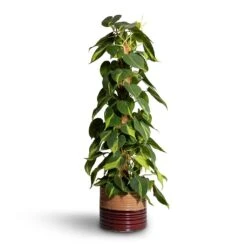 Philodendron Scandens Brasil - Sweetheart Plant - Moss Pole 16 Philodendron Scandens Brasil - Sweetheart Plant - Moss Pole -Plant Promotion Store Philodendron scandens Brasil Sweetheart Plant Moss Pole 17x80cm Didi Plant Pot Rustic Red Dip 20x18cm 2