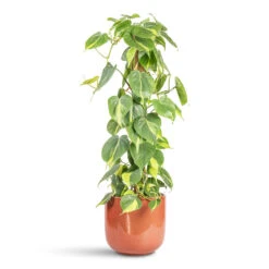 Philodendron Scandens Brasil - Sweetheart Plant - Moss Pole 17 Philodendron Scandens Brasil - Sweetheart Plant - Moss Pole -Plant Promotion Store Philodendron scandens Brasil Sweetheart Plant Moss Pole 17x80cm Nine Plant Pot Blush Pink 22x20cm