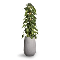 Philodendron Scandens Brasil - Sweetheart Plant - Moss Pole 19 Philodendron Scandens Brasil - Sweetheart Plant - Moss Pole -Plant Promotion Store Philodendron scandens Brasil Sweetheart Plant Moss Pole 17x80cm Patt High Plant Vase Ridged Cement 29x43cm 2