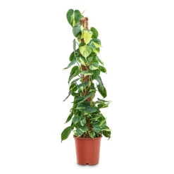Philodendron Scandens Brasil - Sweetheart Plant - Moss Pole 15 Philodendron Scandens Brasil - Sweetheart Plant - Moss Pole -Plant Promotion Store Philodendron scandens Brasil Sweetheart Plant Moss Pole 24cm