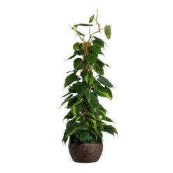 Philodendron Scandens Brasil - Sweetheart Plant - Moss Pole 20 Philodendron Scandens Brasil - Sweetheart Plant - Moss Pole -Plant Promotion Store Philodendron scandens Brasil Sweetheart Plant Moss Pole Lindy Plant Pot Black Green