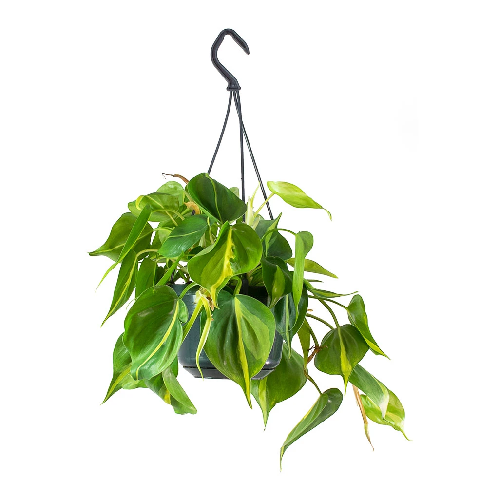 Philodendron Scandens Brasil - Sweetheart Plant 11 Philodendron Scandens Brasil - Sweetheart Plant - Image 9