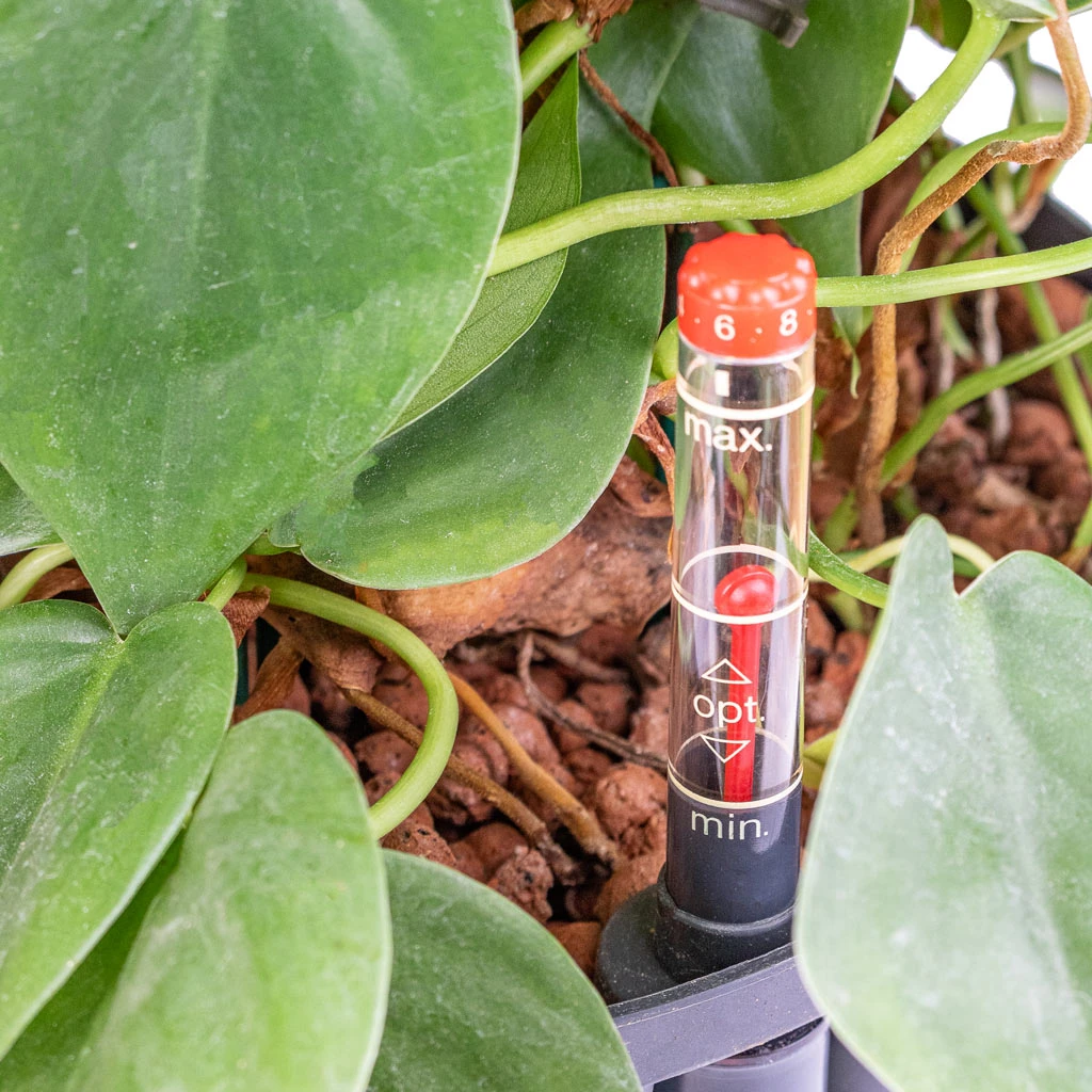 Philodendron Scandens - Column - HydroCare 4 Philodendron Scandens - Column - HydroCare - Image 2