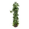 Philodendron Scandens - Column - HydroCare -Plant Promotion Store Philodendron scandens Column Hydroculture Indoor Plant