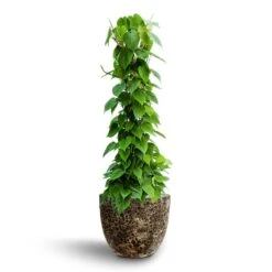 Philodendron Scandens - Column - HydroCare 20 Philodendron Scandens - Column - HydroCare -Plant Promotion Store Philodendron scandens Column Hydroculture Lava Couple Relic Planter Black