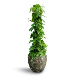 Philodendron Scandens - Column - HydroCare 18 Philodendron Scandens - Column - HydroCare -Plant Promotion Store Philodendron scandens Column Hydroculture Lava Couple Relic Planter Jade