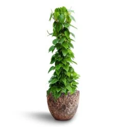 Philodendron Scandens - Column - HydroCare 19 Philodendron Scandens - Column - HydroCare -Plant Promotion Store Philodendron scandens Column Hydroculture Lava Couple Relic Planter Pink