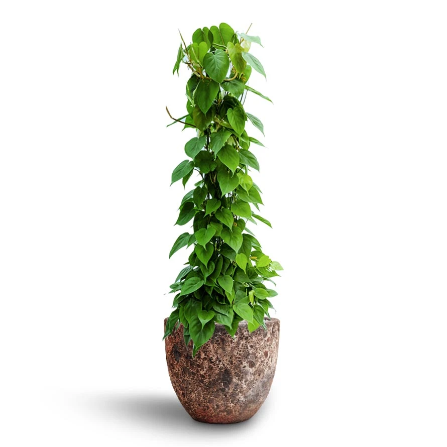 Philodendron Scandens - Column - HydroCare 10 Philodendron Scandens - Column - HydroCare - Image 8