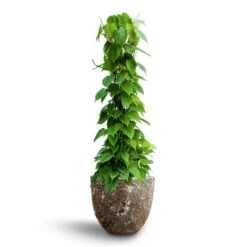 Philodendron Scandens - Column - HydroCare 17 Philodendron Scandens - Column - HydroCare -Plant Promotion Store Philodendron scandens Column Hydroculture Lava Couple Relic Planter Rust